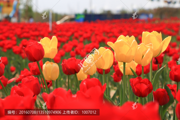 紅紅火火