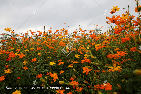 硫華菊