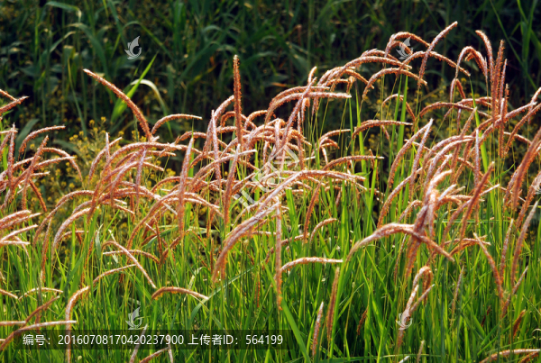 狼尾巴草