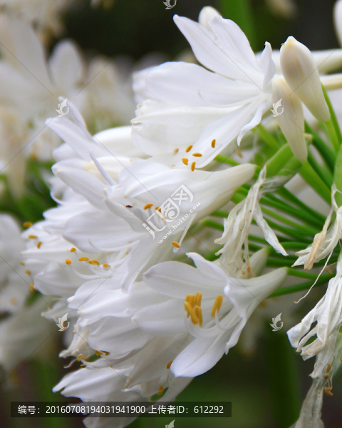 花卉,鮮花,白花