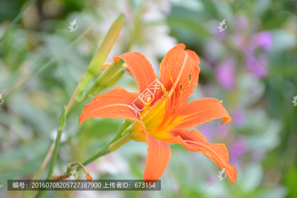 萱草