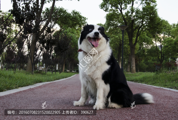 寵物攝影,邊牧,牧羊犬