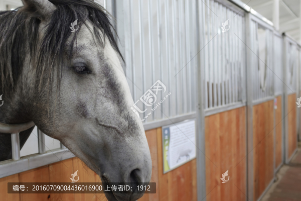 馬