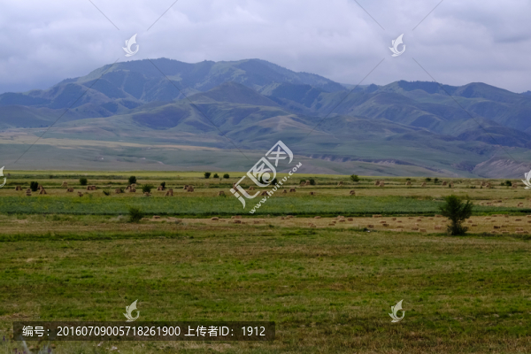 田野