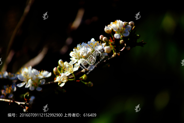 下午李子花