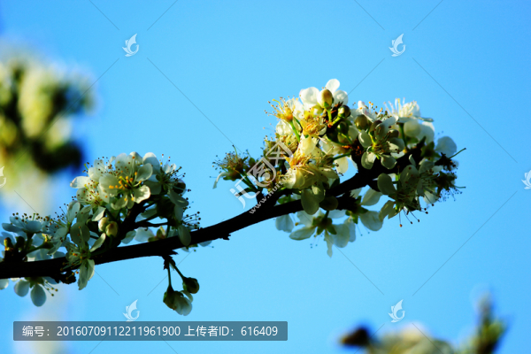 信宜藍(lán)天下的李子花