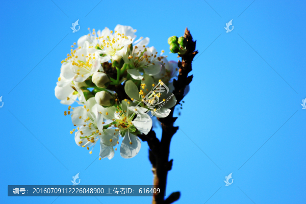 信宜藍天下的李子花