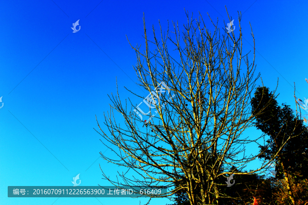 信宜藍(lán)天下的李子花