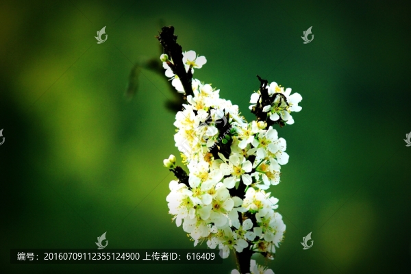 信宜李花
