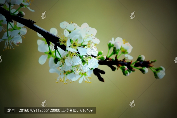 李子花