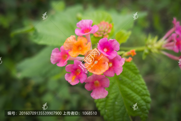 小花