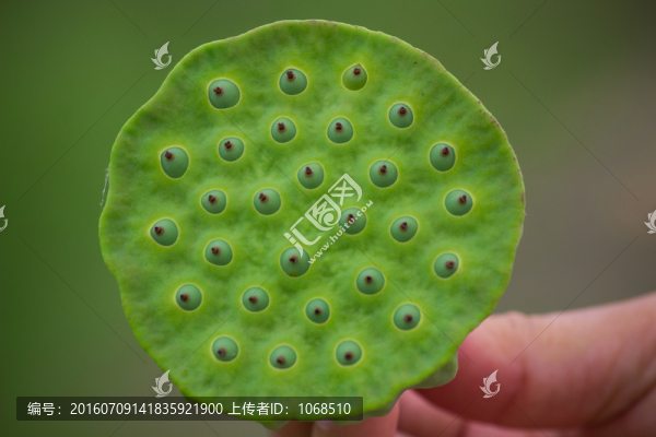 蓮蓬1