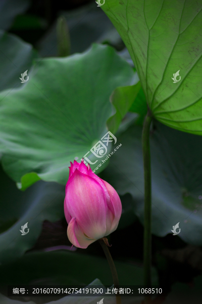 荷花1