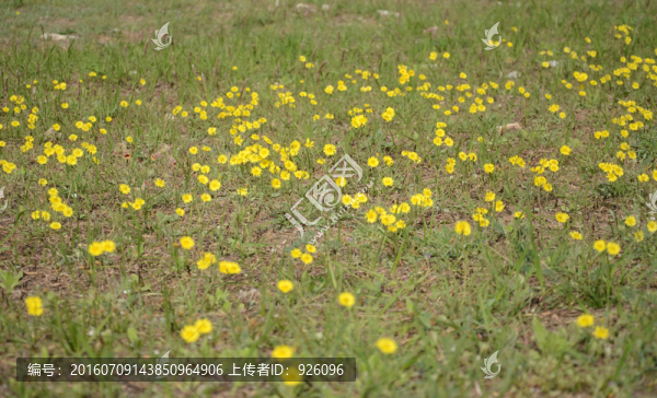 春色小黃花