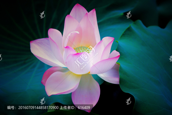 夏日荷花