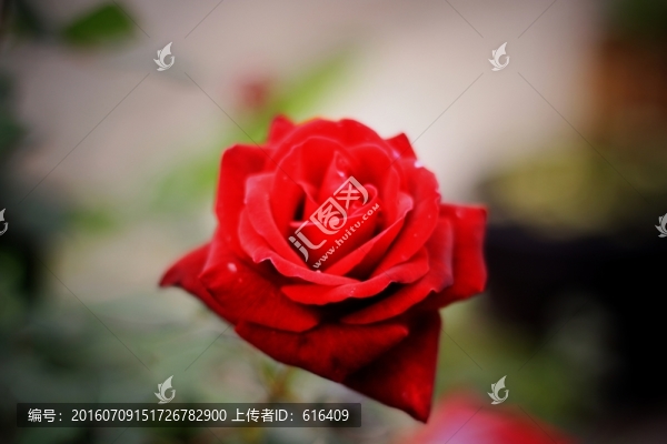 紅色玫瑰花