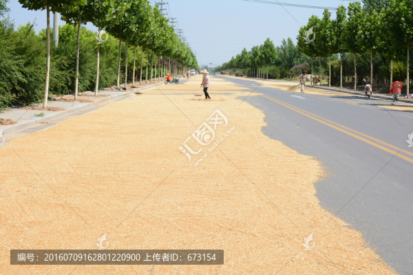 曬麥子