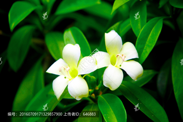雞蛋花