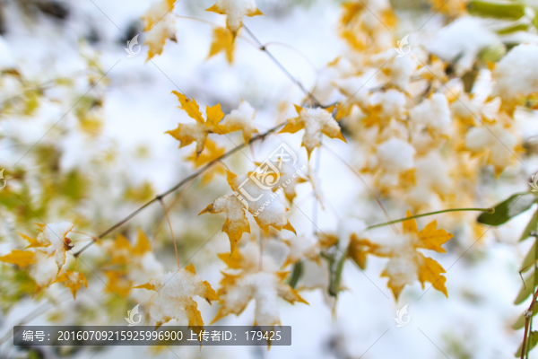 秋天景象積雪雪地秋色楓葉紅葉