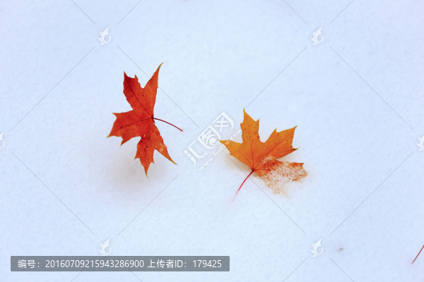 秋天景象積雪雪地秋色楓葉紅葉
