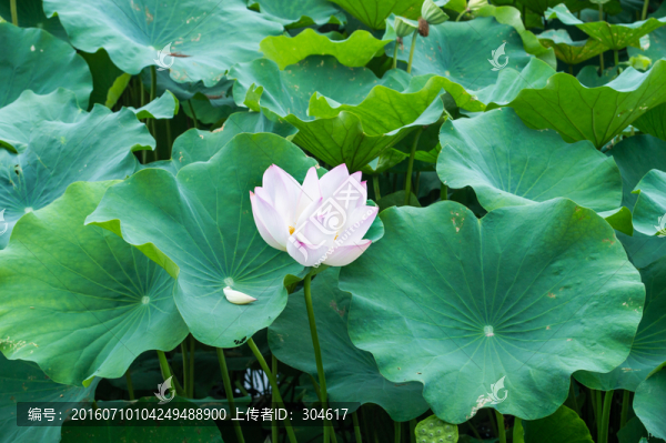 蓮花