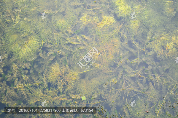 浮萍