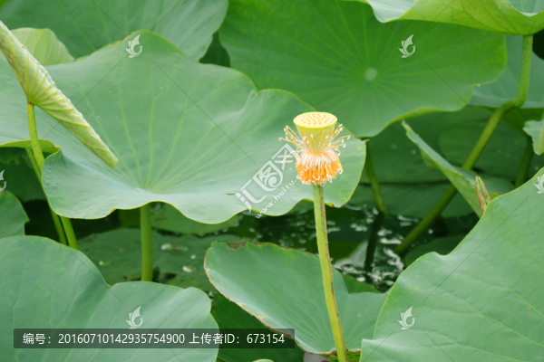 蓮蓬