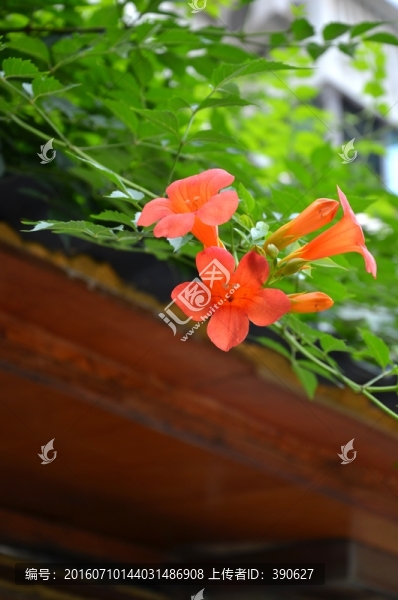 植物墻,民居綠化,生態(tài)環(huán)境