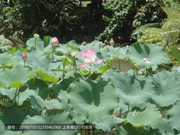 荷池