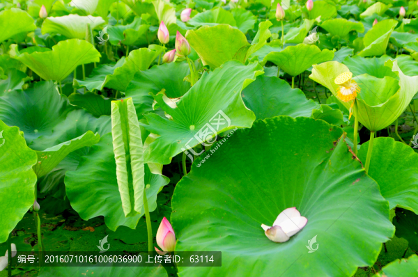 蓮,荷,荷葉,植物,花卉,花朵