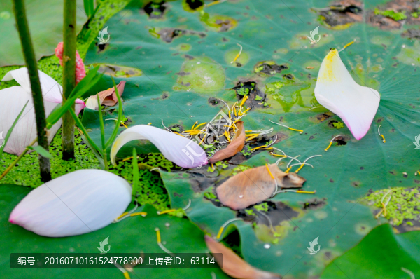 蓮,荷,荷葉,植物,花卉,花朵