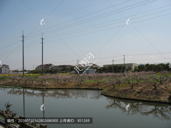 河畔桃園