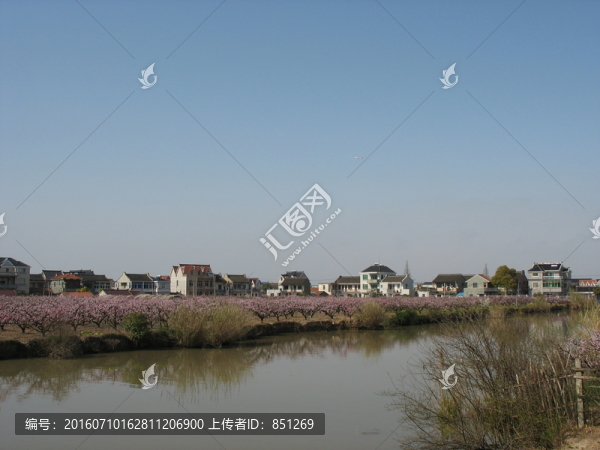河畔桃花