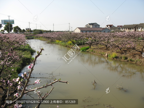 兩岸桃花