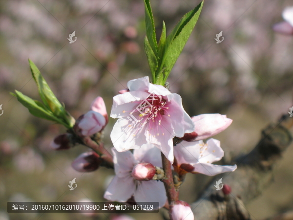 桃花