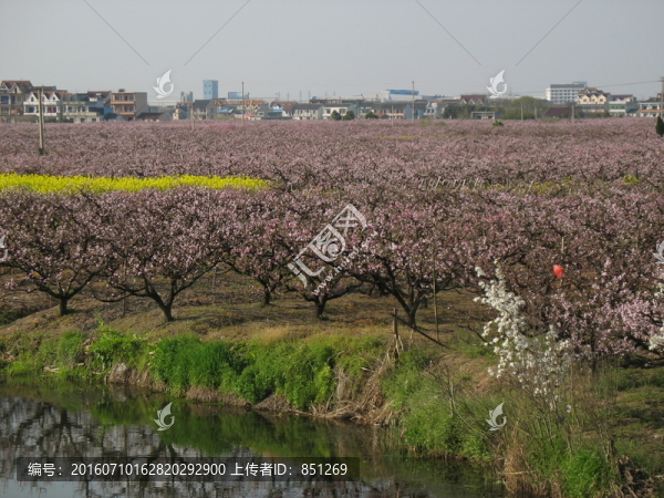 桃園