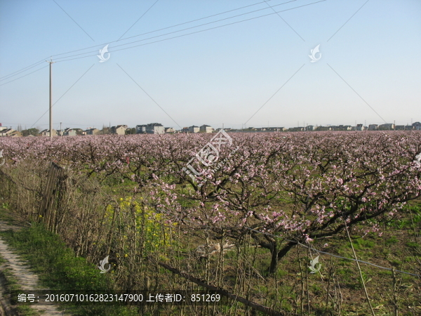 桃花園