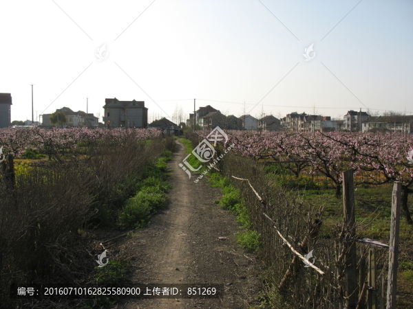 田間小徑
