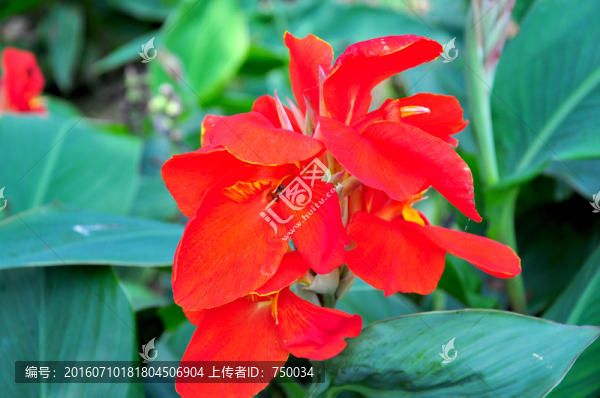 花