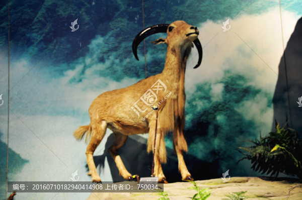山羊標本,雕塑