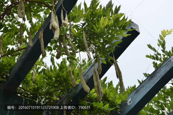 紫藤果實特寫