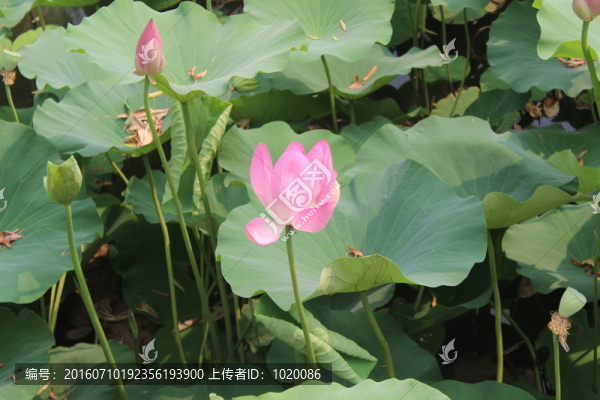 荷花