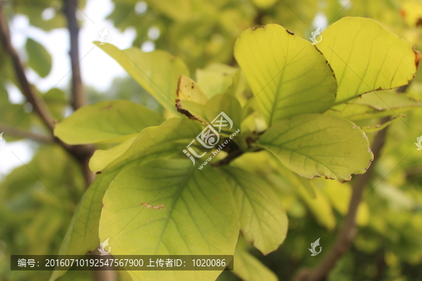 嫩葉