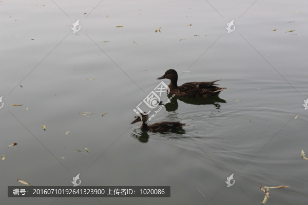 母子
