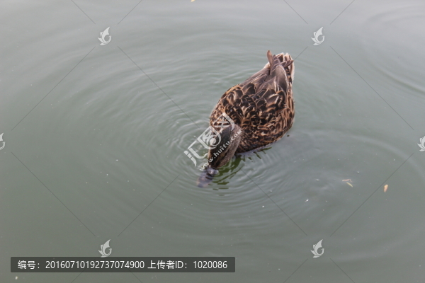 野鴨