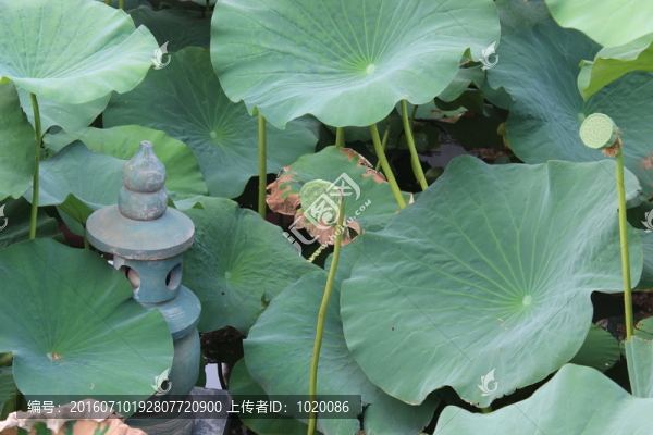 蓮蓬