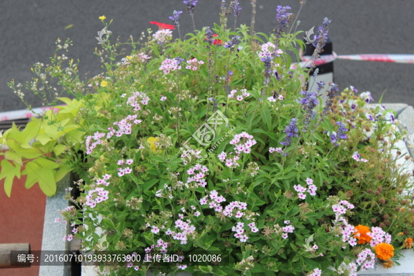 野花