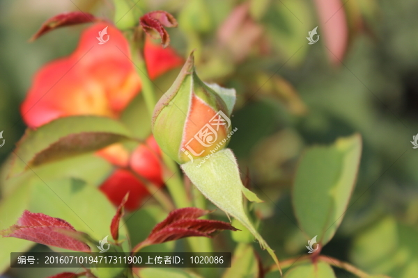 花苞