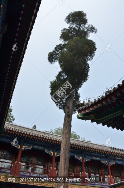 古樹(shù)
