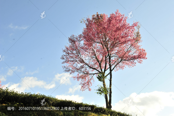 南澗,櫻花谷